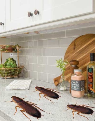 How To Get Rid Of Cockroaches In Kitchen Cabinets