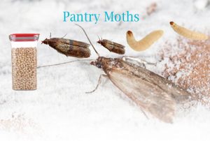How To Get Rid Of Pantry Moths 300x202 