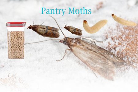 How To Get Rid Of Pantry Moths 450x302 