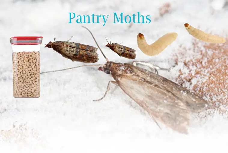 How to Get Rid of Small Pantry Moths Flying Around the House
