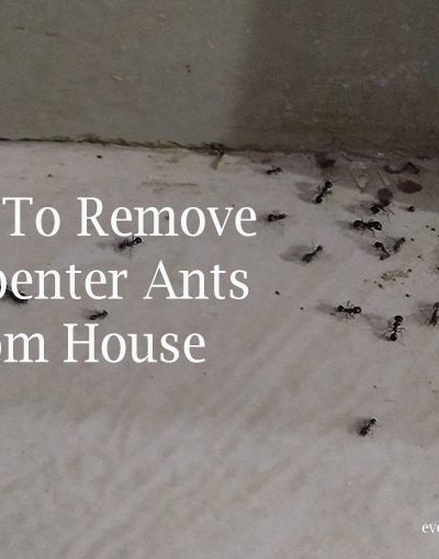 How To Remove Carpenter Ants From House