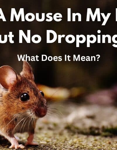 Saw A Mouse In My House But No Droppings